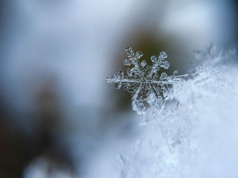 snowflake in winter