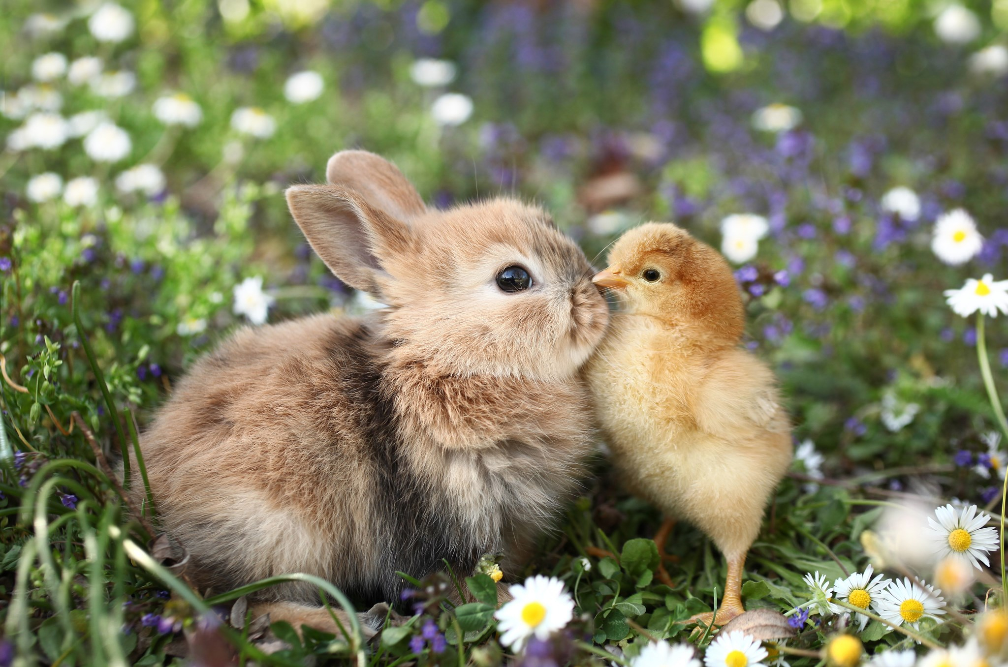 Zooplus Discount Code ⇒ Get 10 Off, April 2021 Deals hotukdeals