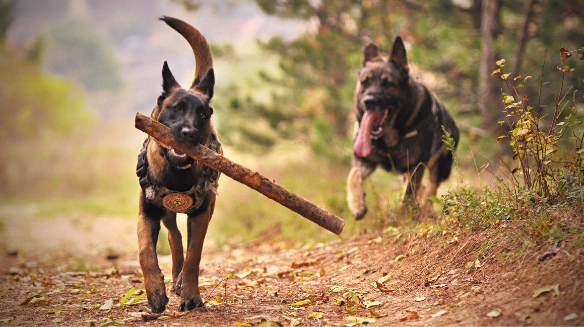 Pets At Home Discount Code Get 10 Off Deals May 2023 Hotukdeals Pets at home discount code get 10 off deals may 2023 hotukdeals