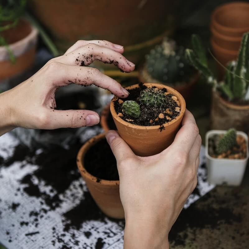 compost in plant pot