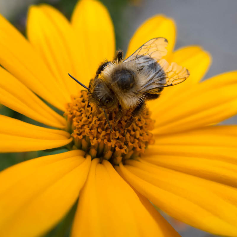 Bee on Yellow flower