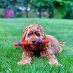 Chuckit! Ultra Fetch Stick Rubber Dog Toy, Increased Visibility Floats on Water Toy For Dogs