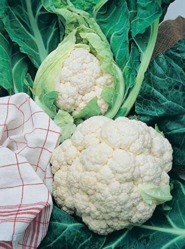 Mr Fothergills Seeds Ltd 10401 Vegetable Seeds, Cauliflower All The Year Round - 72p @ Amazon