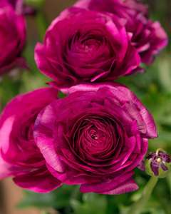 Ranunculus 15 bulbs just £1.99 delivered using code @Farmer Gracy
