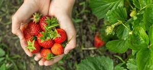 Strawberry Sweetheart Plants - Buy 6 Get 6 FREE W/code