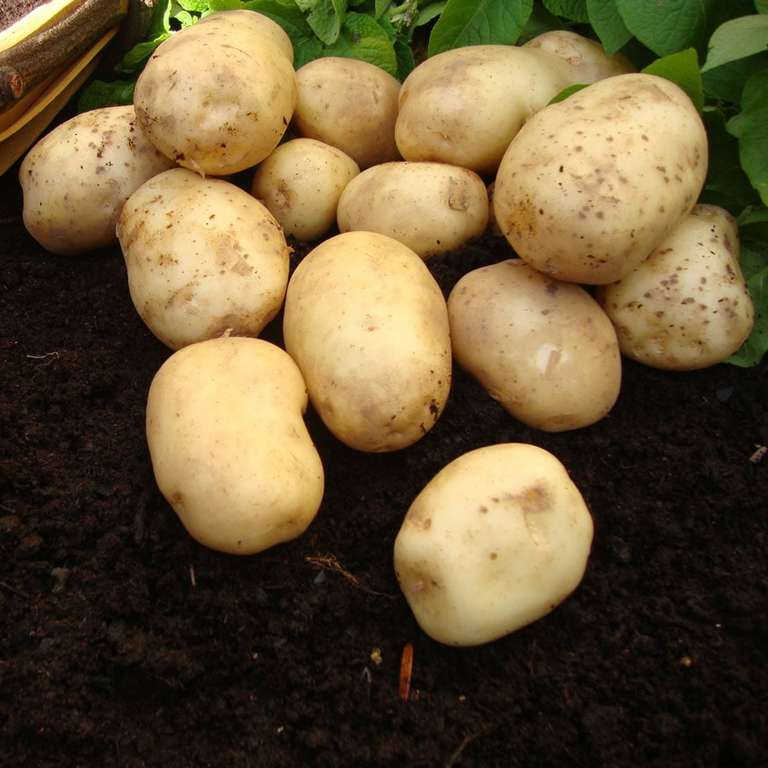 Wilko Seed Potatoes - £3 for 2kg (11 varieties) available instore or delivery from £2.95 @ Wilko
