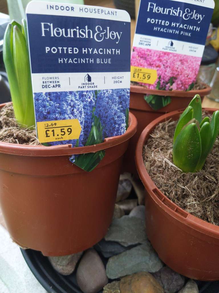 3 hyacinths in a pot £1.59 @ Morrisons Sunderland