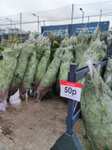 210-240cm Nordmann fir Cut christmas tree for 50p @ Milton Keynes B&Q