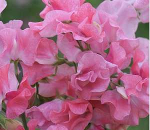 Various Seed Packets Including Sweet Pea 'Tara' - (16 Seeds) + Free Delivery