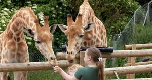 Safari Zoo (Cumbria) Vouchers / Family Pass £24