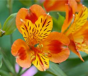Alstroemeria 'Indian Summer'Jumbo Plug Plant from £9 delivered