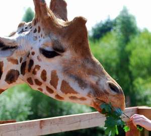 Safari Zoo Cumbria - Family Pass £24 via Planet Offers