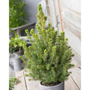 Picea glaucoma conica (evergreen) dwarf spruce