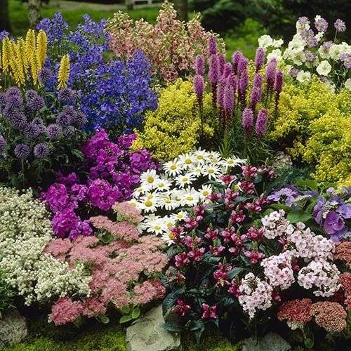 Hardy Perennial Plant Lucky Dip (12, 9cm Pots) - £29.48 delivered with code @ YouGarden
