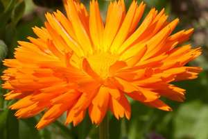 Free Calendula Seeds by completing survey @ Royal Horticultural Society