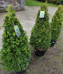XL (90cm) Buxus Cone Plants £19.99 @ Home Bargains Liverpool