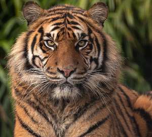 Cumbria Safari Zoo Family Pass £24 @ Planet Offers