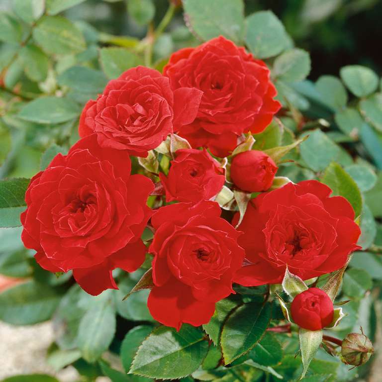 50% off all roses at J Parker’s this weekend eg Rose Rhapsody In scarlet £1.49 Each with code + £4.99 Delivery @ J Parkers