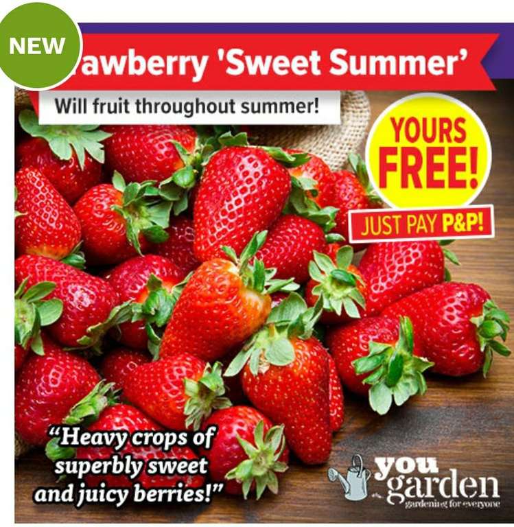 Free Sweet Summer Strawberry Plants only pay postage with code - £6.99 @ YouGarden