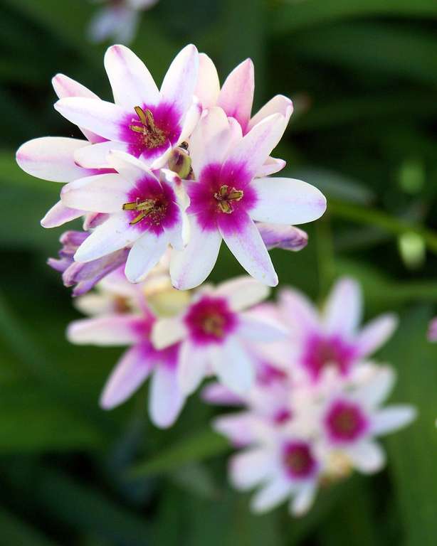 Ixia Mixed 25 Bulbs + Free Delivery w/Code