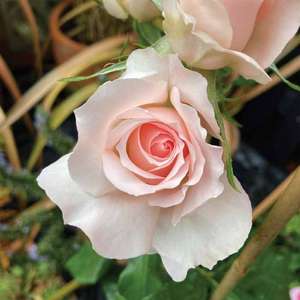 The Queen Elizabeth II Rose By Harkness Roses £16 instore @ B&Q Dartford