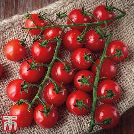 Free Delivery on a wide range of plants bulbs & seeds e.g Tomato Sweet Success 89p @ Thompson & Morgan