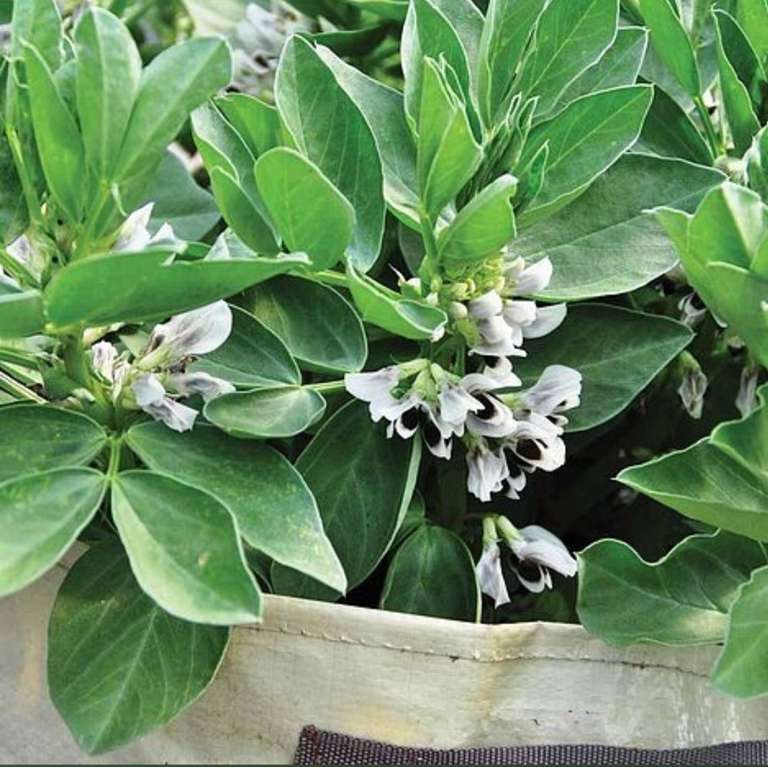 Broad Bean ' Robin Hood' Seeds - 89p + £2.99 delivery @ Thompson & Morgan