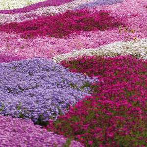 Creeping Phlox Collection 5 postiplug Plants £6.99 / 10 - £9.99 / 20 - £16.99 / 50 - £29.99 - Using code + Free Delivery