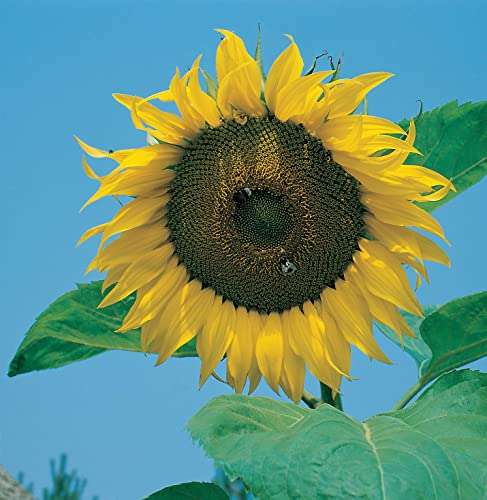 Mr Fothergill's 16054 Flower Seeds, Sunflower Giant Single - 72p @ Amazon