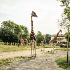 Chessington Zootastic Weekends - 2 days zoo access, 1 night hotel + Breakfast for 4 (2a+2c) - £177