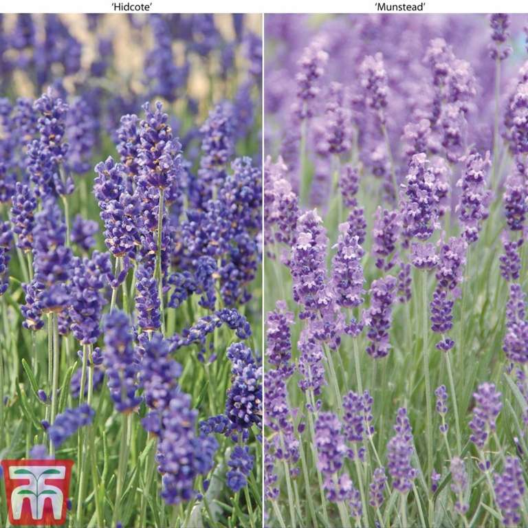 30 lavender plant plugs DUO collection - With Code (Just Pay Postage)