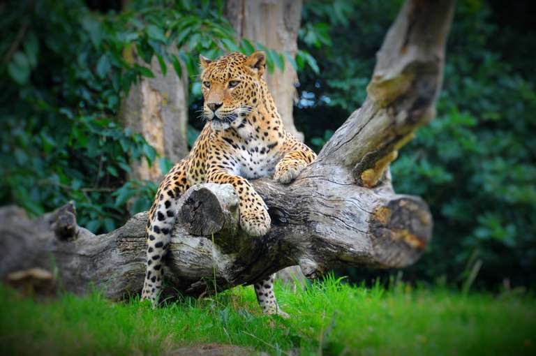 Kids Go free, Up to 3 per paying adult - e.g 1 Adult and 3 kids for £16.80, using code (Offer for pass holders below also) @ Banham Zoo