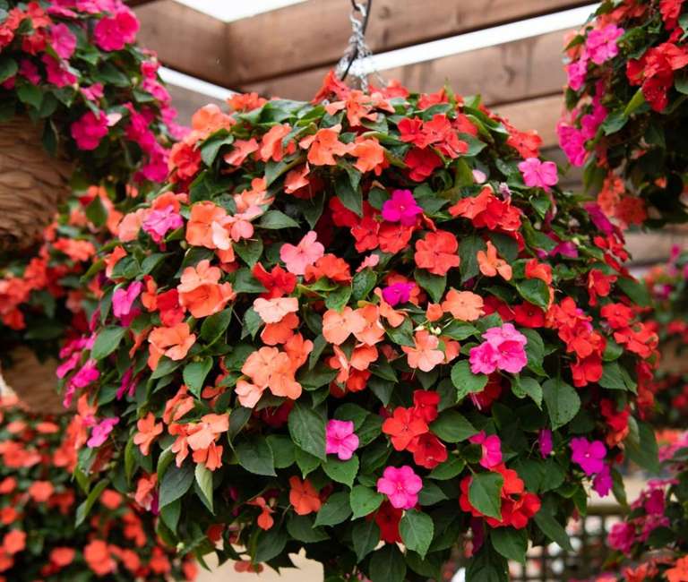 72 Plug Plants - Busy Lizzie 'Beacon Salsa Mixed' - w/Code Delivered