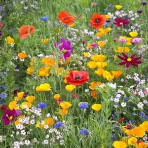 Free Wild Flower Seeds to Save the Bees (Pay Postage)