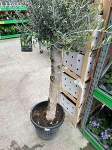Mature Olive Tree 35l pot In Store At Shrewsbury and Market Drayton