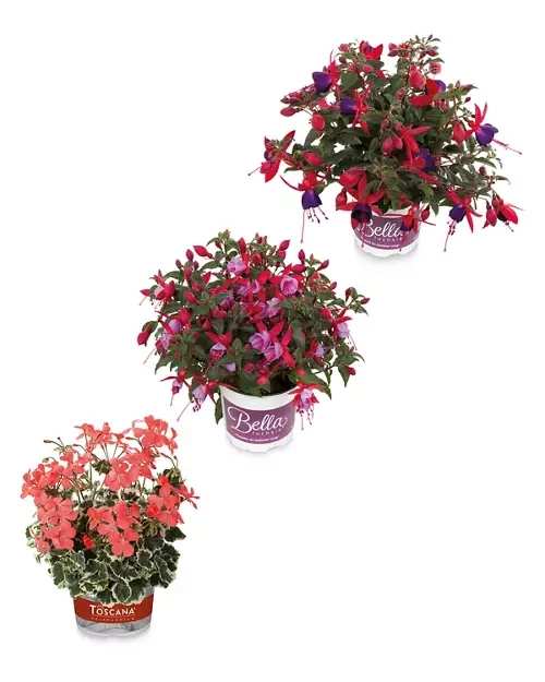 Roots & Bloom 1 Litre Summer Collection Plant Pots - Fuchsia Bella, Pelargonium or Osteospermum