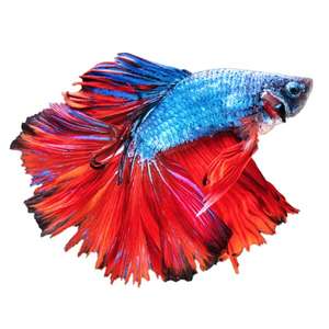 Betta Fish - Virtual Aquarium - FREE @ IOS App Store