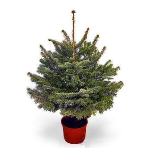 Pot Grown 4ft Christmas Tree £19.99 @ Morrisons Staveley