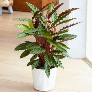 30-40cm Potted Calathea Elgergrass Air Purifying Indoor Houseplant - sold and dispatched by Gardener's Dream Ltd