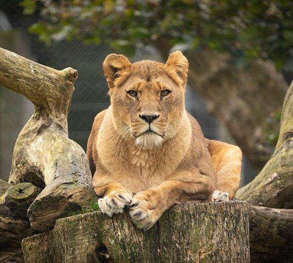 knowsley safari voucher code