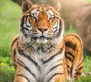 Wolds Wildlife Park - Half Price Family Pass £14 valid till 30th Oct 22 @ Planet Offers