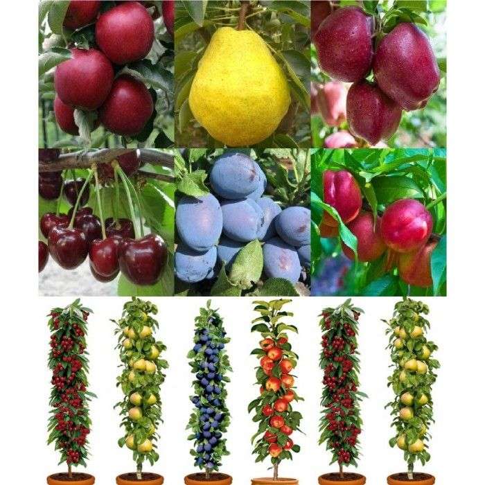 Dwarf Patio PILLAR Fruit Trees Mini Orchard Collection - FOUR Different Trees in Assorted Varieties £16.97 delivered @ Gardening Express