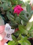 Gift potted flowers 1p instore @ Sainsbury's Newry store NI