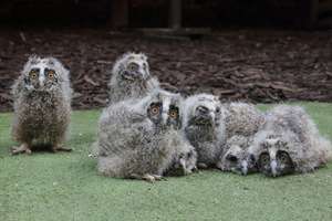 Entry to the Scottish Owl Centre for Two Adults - Kids Go Free £11.25 with code or £5 with Newsletter code @ BuyAGift