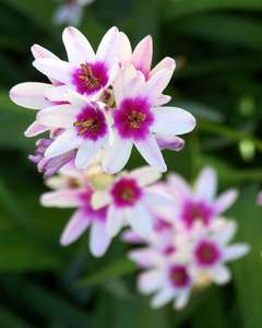 Ixia Mixed 25 Bulbs for £1.92 delivered using code @ Farmer Gracy