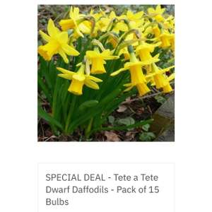 Jetfire Dwarf Daffodils - Narcissus Bulbs - Pack of 10