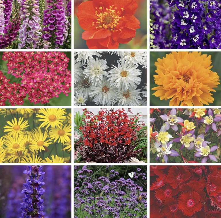 72 Best Value Perennial Collection £9.99 + £6.99 delivery @ Thompson & Morgan