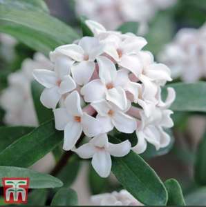 FREE DELIVERY on EVERYTHING, No minumum spend! E.g. 1 X 9cm Potted Daphne 'Eternal Fragrance' Plant