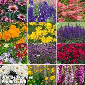 Value Perennial Collection - 72 Plug Plants (6 of each variety) + Free Delivery