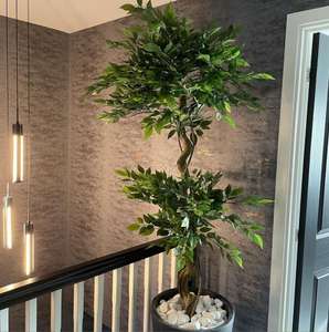 Artificial Evergreen Large Trees 150cm Large Twisted Ficus 150cm 5ft Realistic - Sold by leaf_plants (UK Mainland)